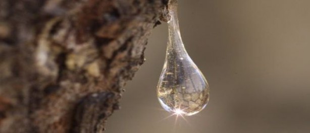 Foto - Çam sakızı ve bal karışımının muhteşem faydası