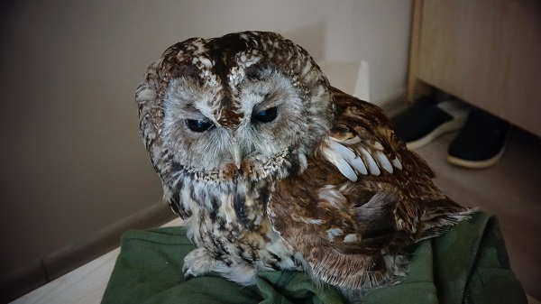 Cama çarpan baykuşa bebek gibi baktılar! 