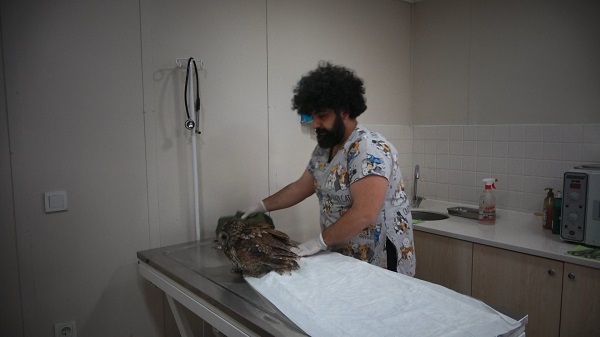 Foto - Cama çarpan baykuşa bebek gibi baktılar! 