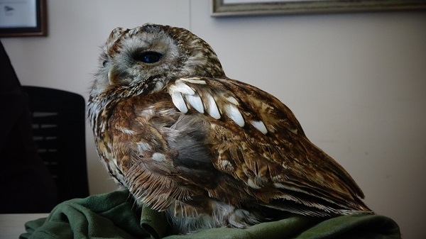Foto - Cama çarpan baykuşa bebek gibi baktılar! 