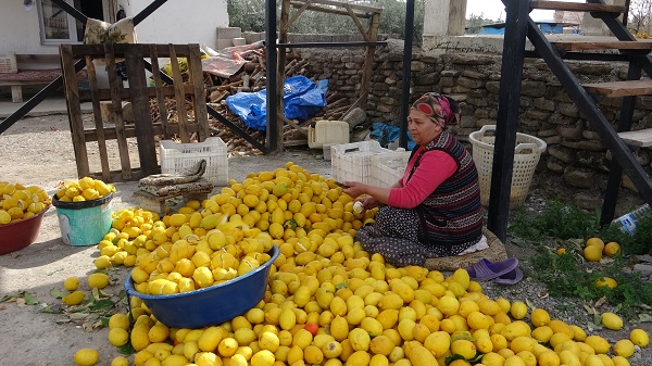 Foto - Çamaşır değil kabuk kurutuyorlar! Bu yöntemle fiyatı 3 TL'den 18 TL'ye çıktı