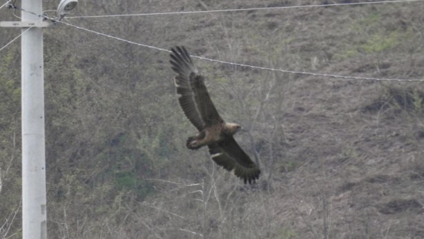 Foto - "Cambaz kartal" Türkiye'de ikinci kez o ilimizde görüntülendi