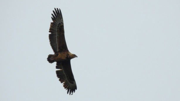 Foto - "Cambaz kartal" Türkiye'de ikinci kez o ilimizde görüntülendi