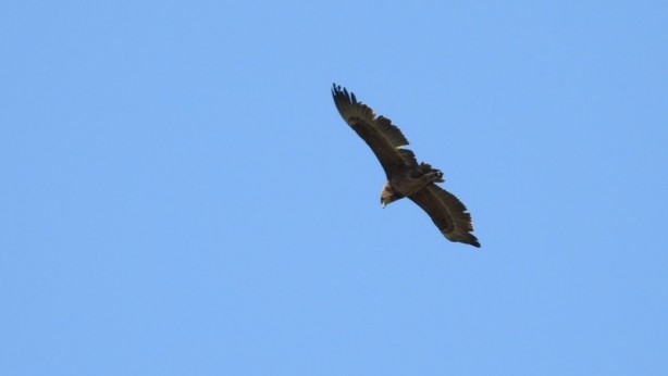 "Cambaz kartal" Türkiye'de ikinci kez o ilimizde görüntülendi