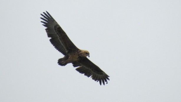Foto - "Cambaz kartal" Türkiye'de ikinci kez o ilimizde görüntülendi