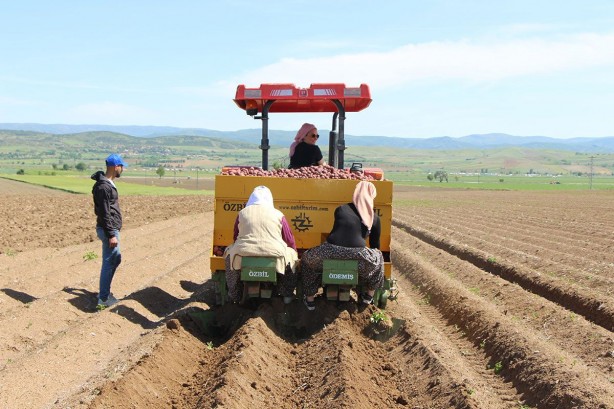 Foto - Cambridge mezunu kadın çiftçi, bunu ekmeye başladı! Paraya para demiyor! İnka kral ve kraliçelerinin yemeği şifa deposu