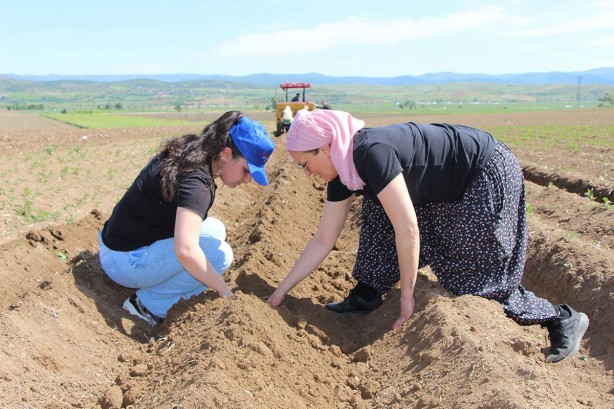 Foto - Cambridge mezunu kadın çiftçi, bunu ekmeye başladı! Paraya para demiyor! İnka kral ve kraliçelerinin yemeği şifa deposu