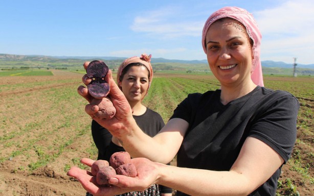 Cambridge mezunu kadın çiftçi, bunu ekmeye başladı! Paraya para demiyor! İnka kral ve kraliçelerinin yemeği şifa deposu