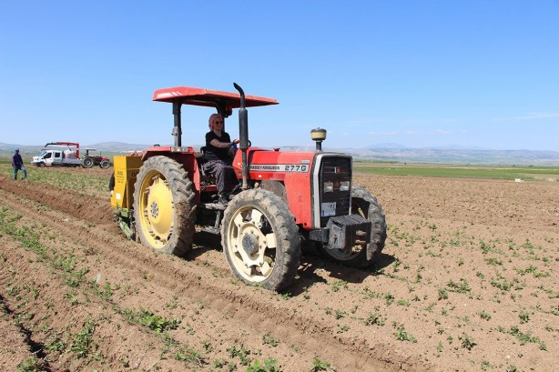 Foto - Cambridge mezunu kadın çiftçi, bunu ekmeye başladı! Paraya para demiyor! İnka kral ve kraliçelerinin yemeği şifa deposu