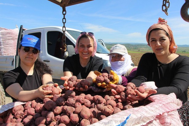 Foto - Cambridge mezunu kadın çiftçi, bunu ekmeye başladı! Paraya para demiyor! İnka kral ve kraliçelerinin yemeği şifa deposu