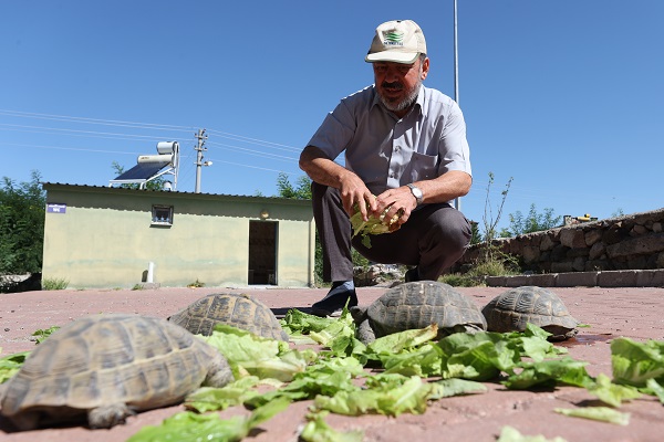 Foto - Cami bahçesinde 30 kaplumbağa besliyor! Modern zamanın 
