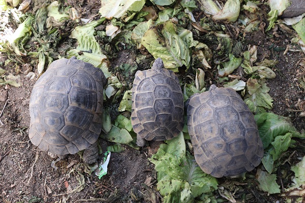 Foto - Cami bahçesinde 30 kaplumbağa besliyor! Modern zamanın 