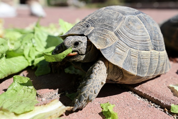 Foto - Cami bahçesinde 30 kaplumbağa besliyor! Modern zamanın 