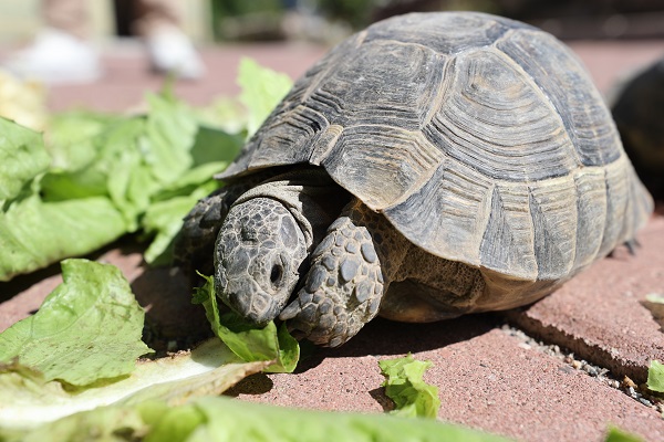 Foto - Cami bahçesinde 30 kaplumbağa besliyor! Modern zamanın 