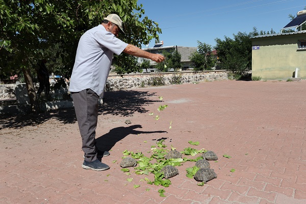 Foto - Cami bahçesinde 30 kaplumbağa besliyor! Modern zamanın 
