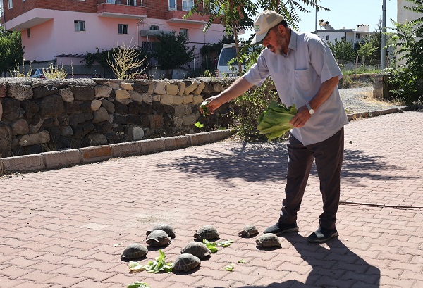Foto - Cami bahçesinde 30 kaplumbağa besliyor! Modern zamanın 