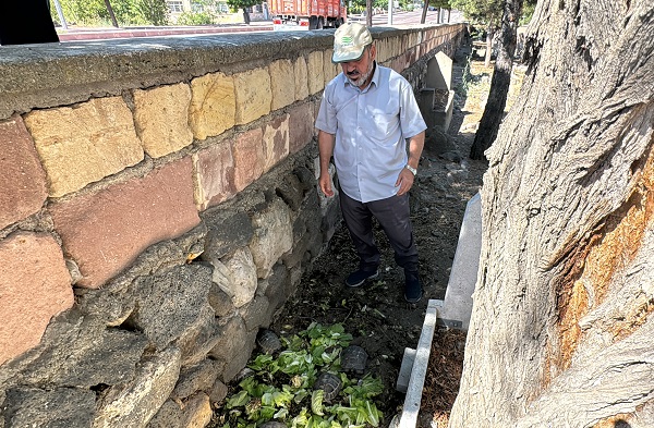 Foto - Cami bahçesinde 30 kaplumbağa besliyor! Modern zamanın 