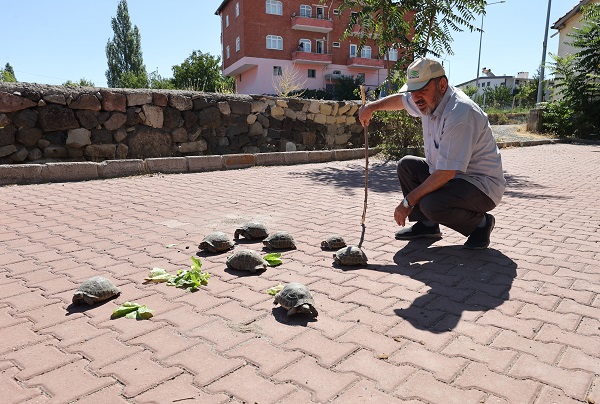 Foto - Cami bahçesinde 30 kaplumbağa besliyor! Modern zamanın 