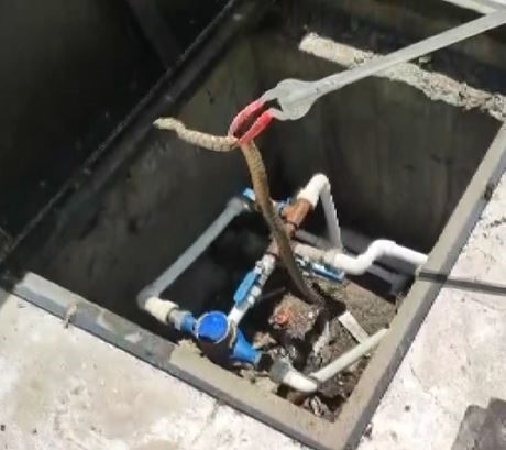 Foto - Cami bahçesine giren yılan paniğe neden oldu