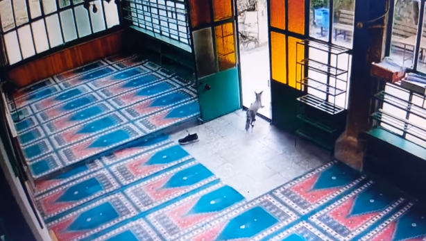 Foto - Camiden ayakkabı çalan tilki