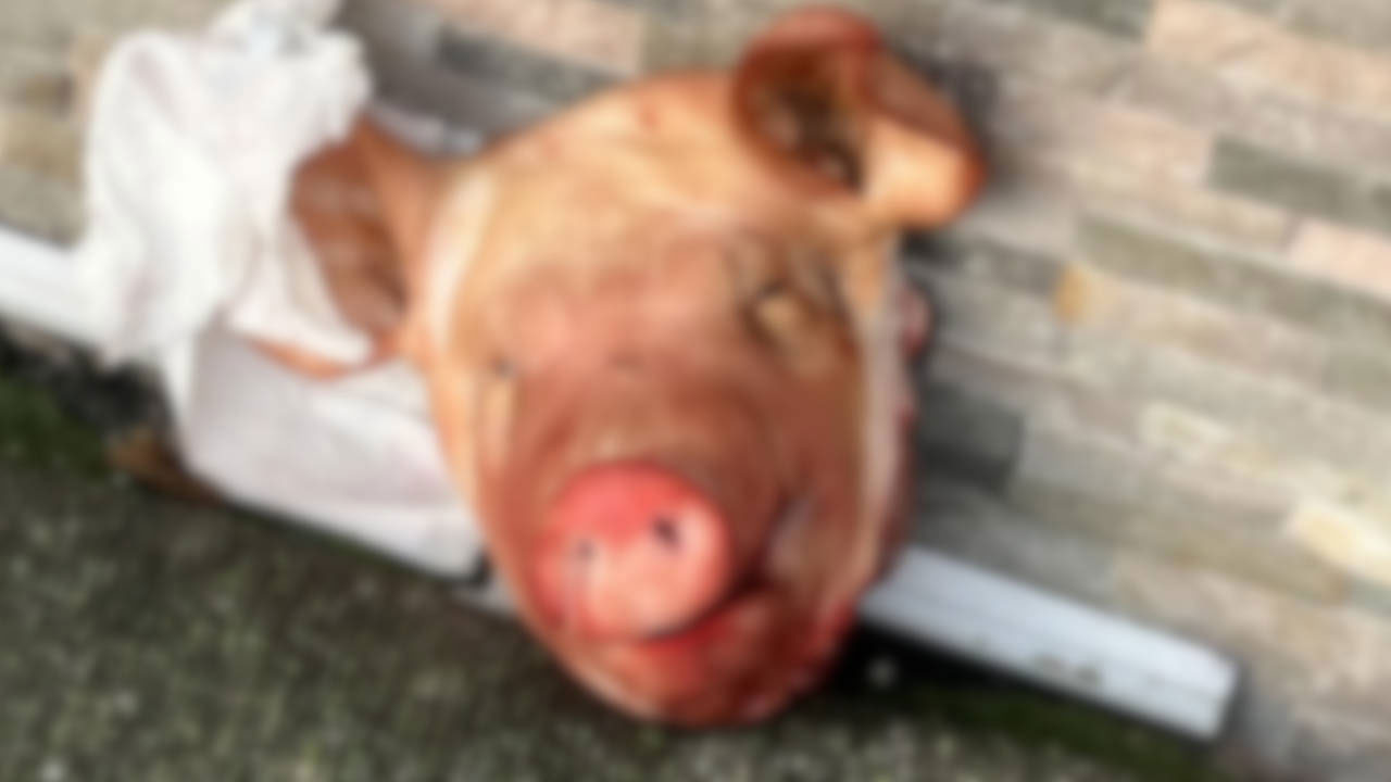 Foto - Camilerin önüne kesik baş atıp kaçtılar!