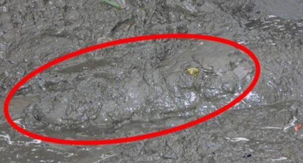 Çamura dikkat! Önce saklanıyor, sonra aniden saldırıyor