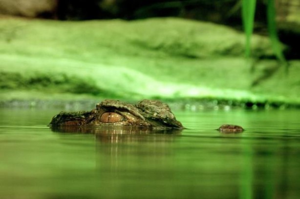 Foto - Çamura dikkat! Önce saklanıyor, sonra aniden saldırıyor