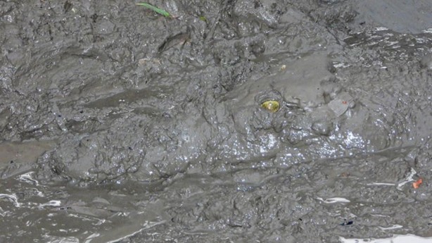 Foto - Çamura dikkat! Önce saklanıyor, sonra aniden saldırıyor