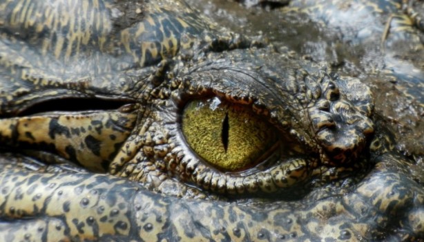 Foto - Çamura dikkat! Önce saklanıyor, sonra aniden saldırıyor