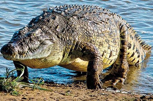 Foto - Çamura dikkat! Önce saklanıyor, sonra aniden saldırıyor