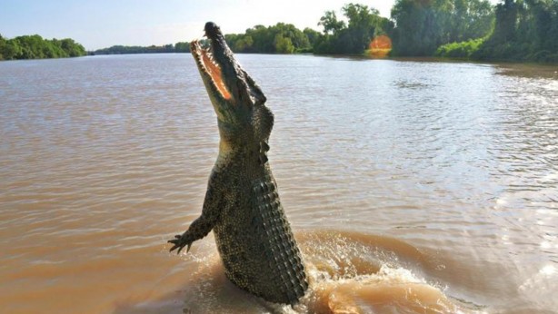 Foto - Çamura dikkat! Önce saklanıyor, sonra aniden saldırıyor