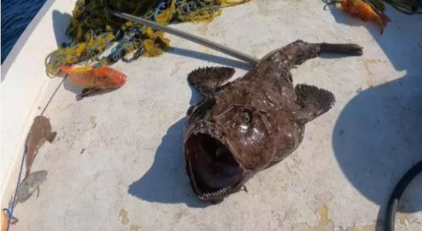 Çanakkale'de ağlara takıldı! böylesine hiç rastlanmadı