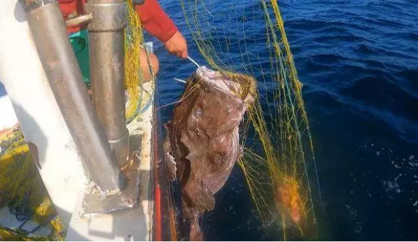 Foto - Çanakkale'de ağlara takıldı! böylesine hiç rastlanmadı