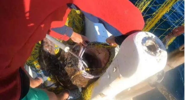 Foto - Çanakkale'de ağlara takıldı! böylesine hiç rastlanmadı