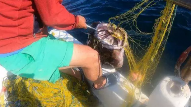 Foto - Çanakkale'de ağlara takıldı! böylesine hiç rastlanmadı