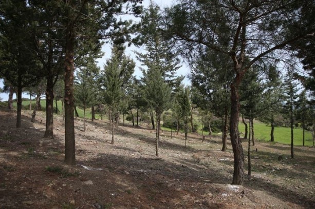 Foto - Çanakkale'de bir asır sonra ortaya çıktı