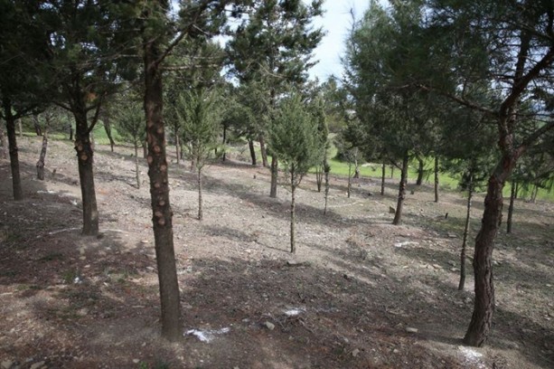 Foto - Çanakkale'de bir asır sonra ortaya çıktı