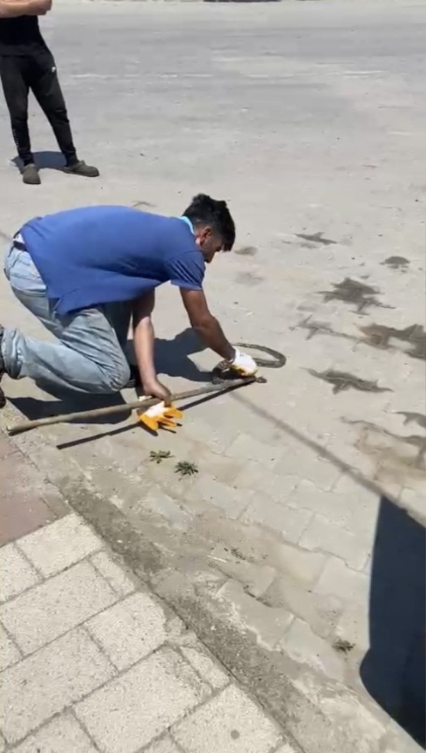 Foto - Çanakkale’de bir garip olay! Otomobilin motorundan engerek yılanı çıktı!