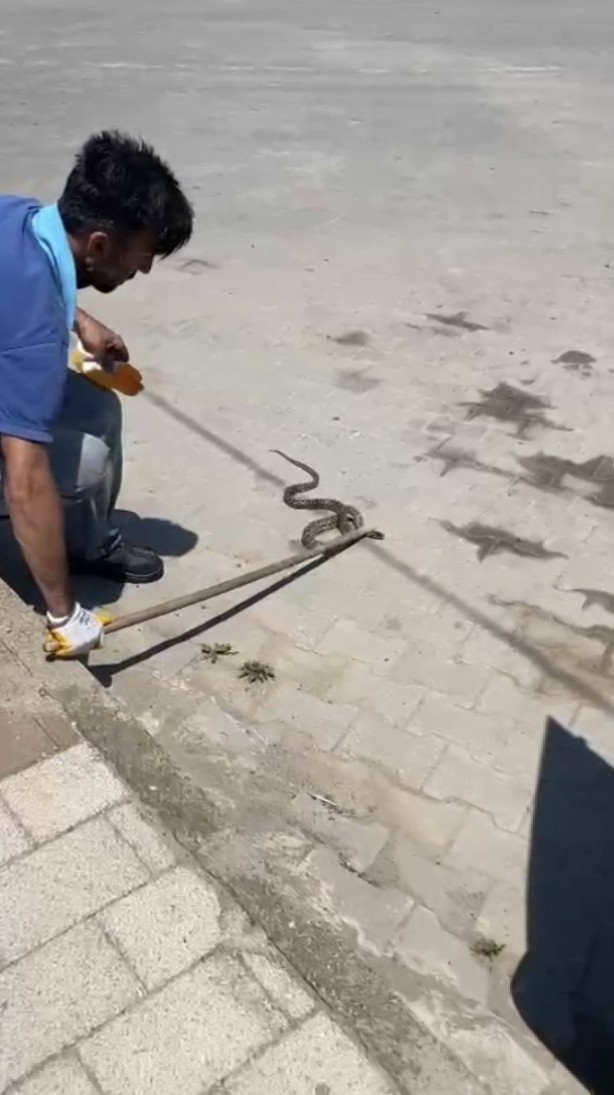 Foto - Çanakkale’de bir garip olay! Otomobilin motorundan engerek yılanı çıktı!