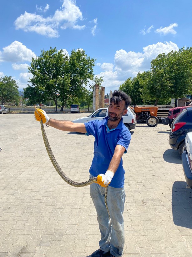Foto - Çanakkale’de bir garip olay! Otomobilin motorundan engerek yılanı çıktı!