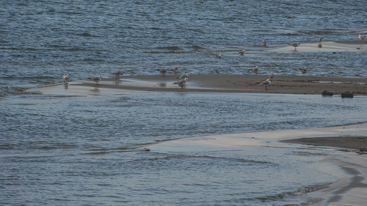 Foto - Çanakkale'de de deniz çekildi! 