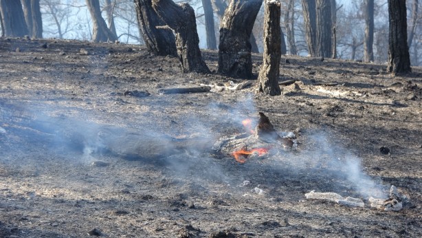 Foto - Çanakkale'de ormanlık alanda çıkan yangın kontrol altına alındı