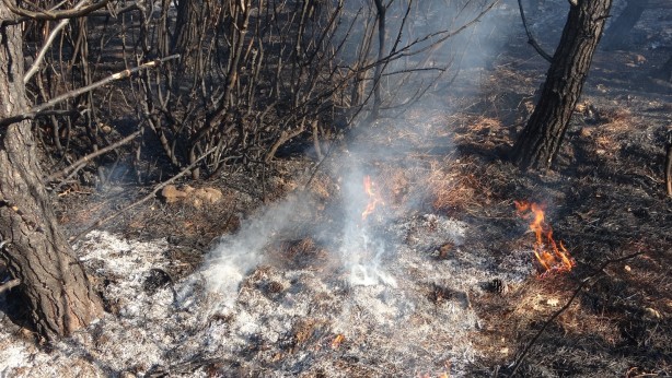 Foto - Çanakkale'de ormanlık alanda çıkan yangın kontrol altına alındı
