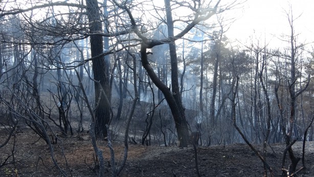Foto - Çanakkale'de ormanlık alanda çıkan yangın kontrol altına alındı