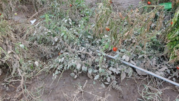 Foto - Çanakkale'de selden bin 150 dekar tarım arazisi zarar gördü!
