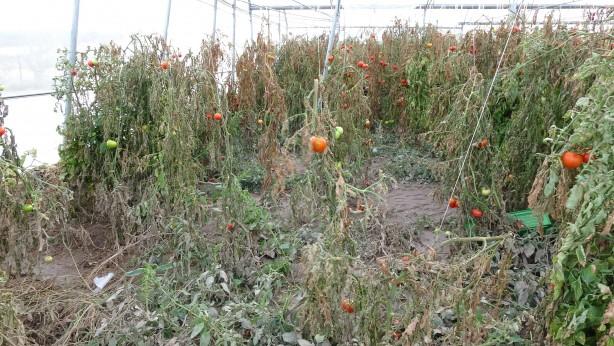 Foto - Çanakkale'de selden bin 150 dekar tarım arazisi zarar gördü!