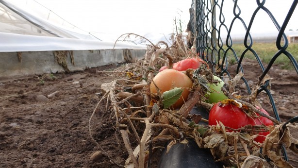 Çanakkale'de selden bin 150 dekar tarım arazisi zarar gördü!