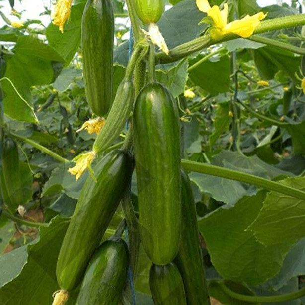 Foto - Canan Karatay açıkladı! Domates ve salatalık çok tehlikeli ikili