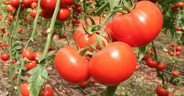 Foto - Canan Karatay açıkladı! Domates ve salatalık çok tehlikeli ikili