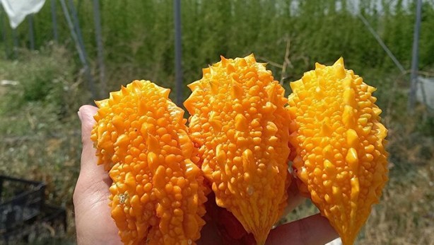 Foto - Canan Karatay 'Dünyanın sırrı' diyerek açıkladı: Tüketmeyeni pişman eden besin! Karaciğer yağlanmasını bitiriyor